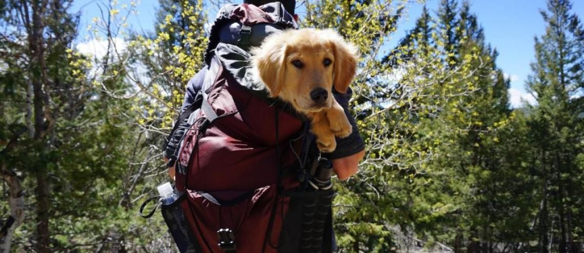 Voyager avec le chien