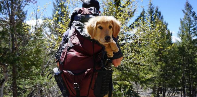 Voyager avec le chien