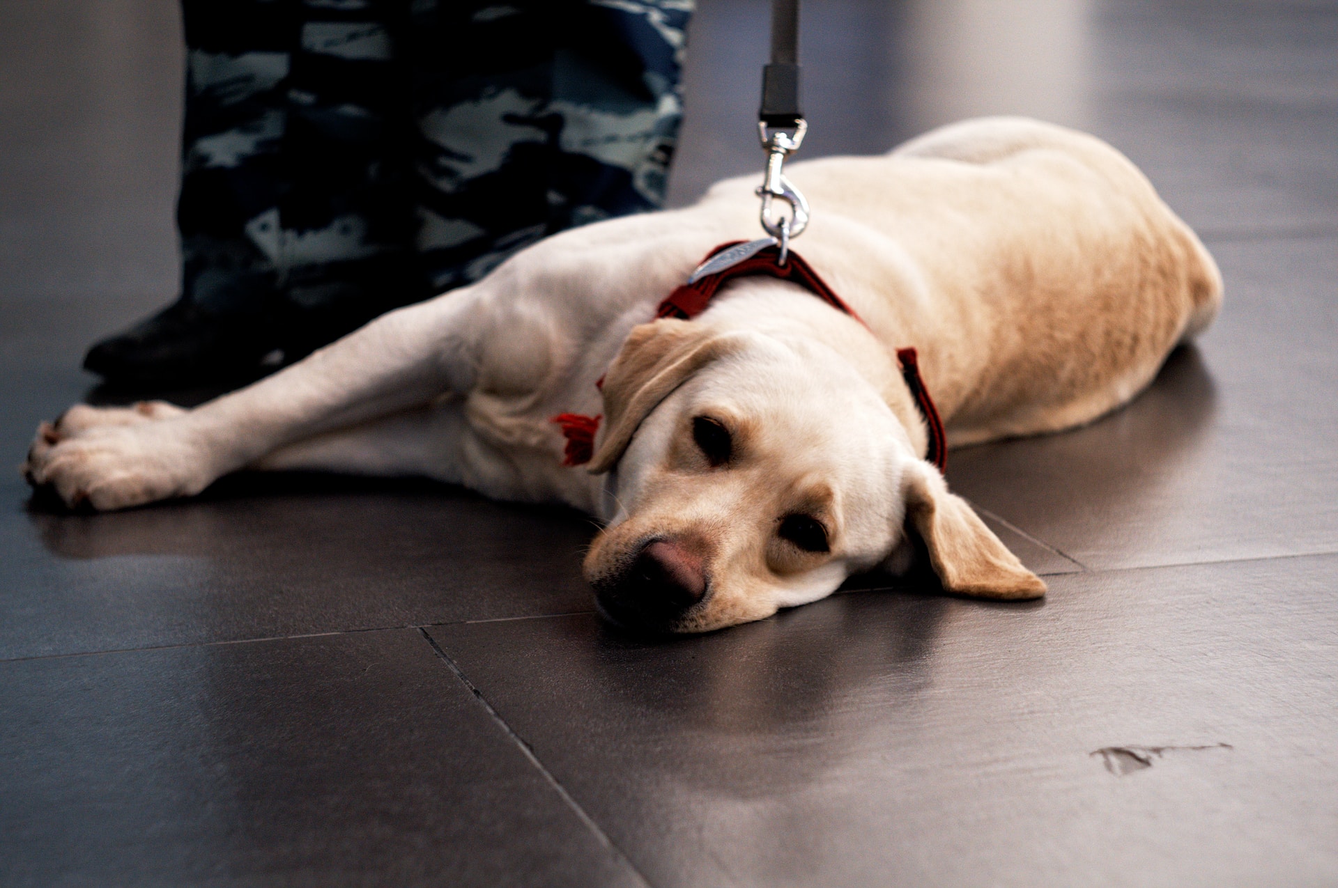 chien à l'aéroport